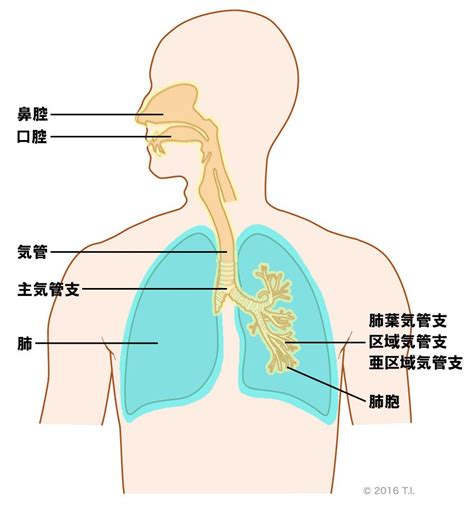 肺 位置|気道と肺の構造｜基礎編（3